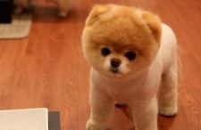 娛樂吃瓜醬精神撫慰犬,陪你度過歡樂時光